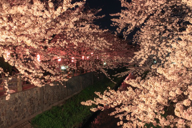 桜の開花予想 ２０１５
