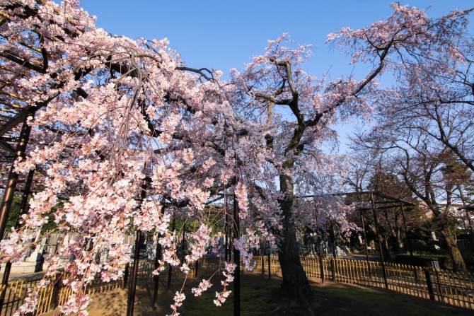 原木山妙行寺のしだれ桜の開花状況