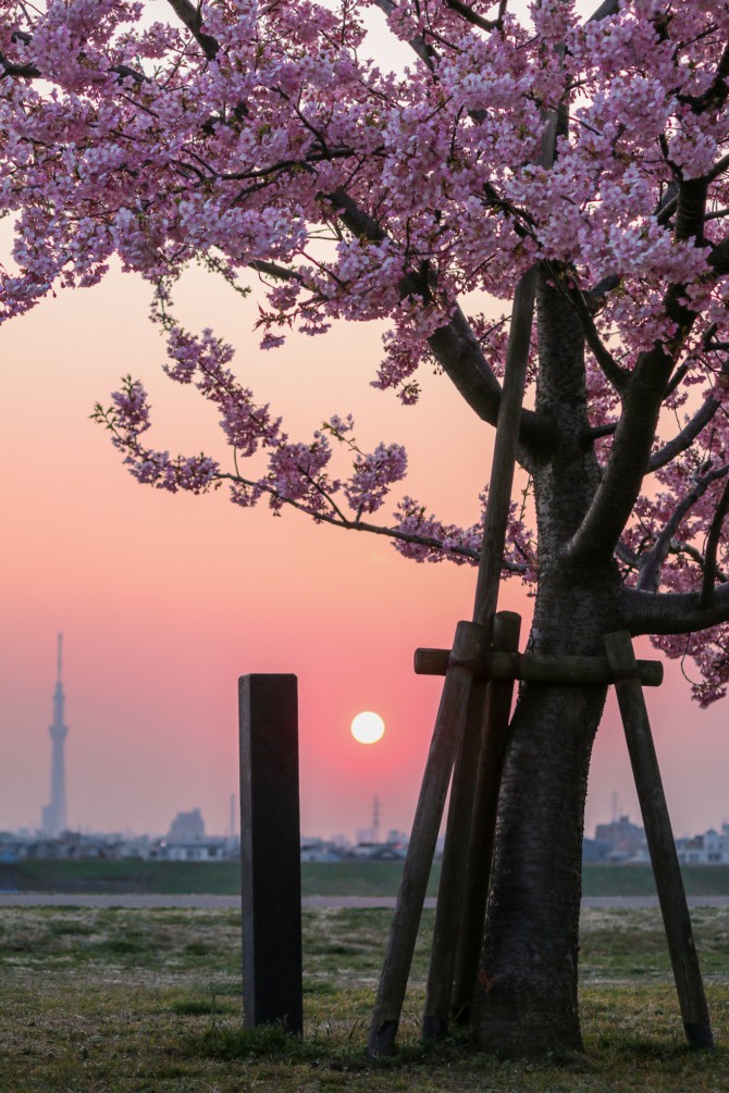 夕陽と河津桜
