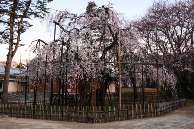 真間山弘法寺の伏姫桜が見ごろに