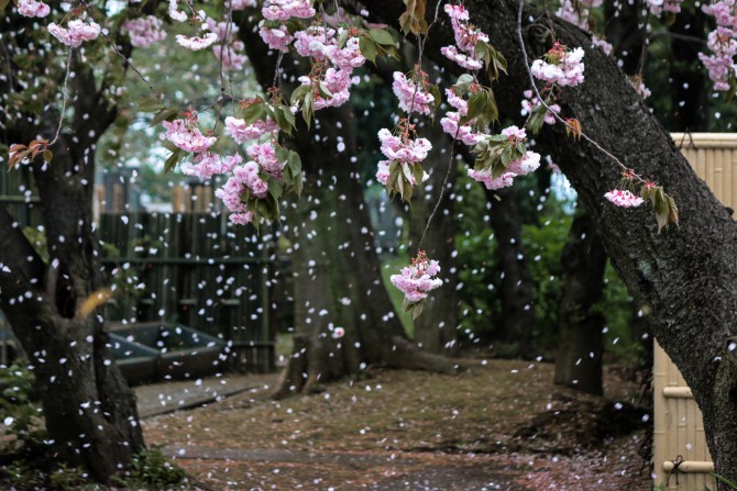 風に舞い散る八重桜 真間山弘法寺にて