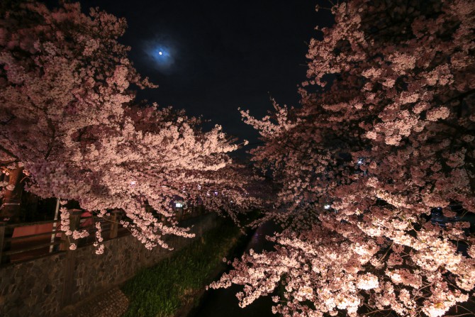夜桜　真間川にて