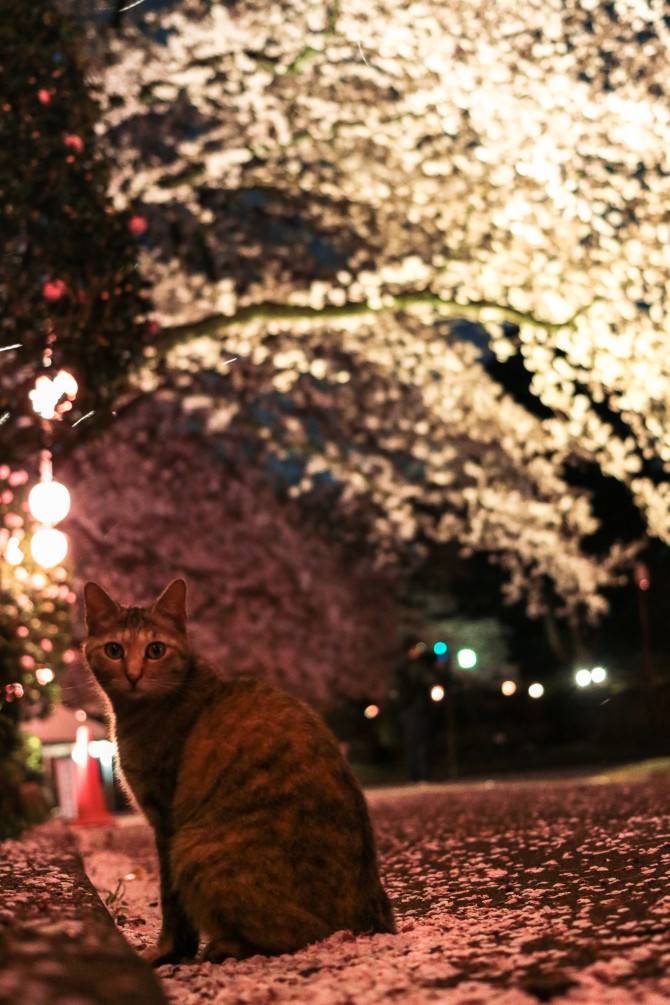 夜桜の下で