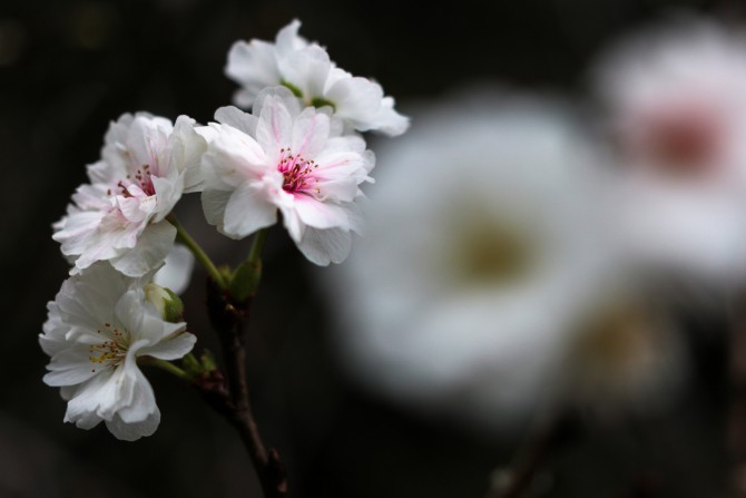 冬桜が咲きはじめ　じゅん菜池緑地にて