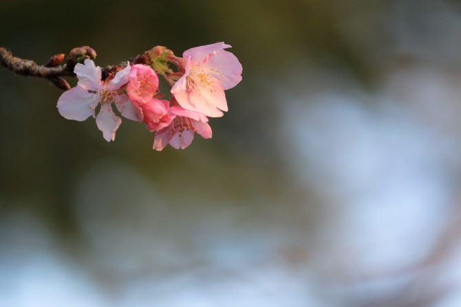 河津桜が咲きはじめ 里見公園にて