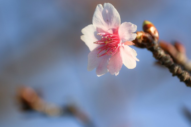 江戸川の河津桜並木で河津桜が咲きはじめ