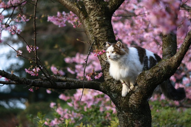 河津桜の樹の上で