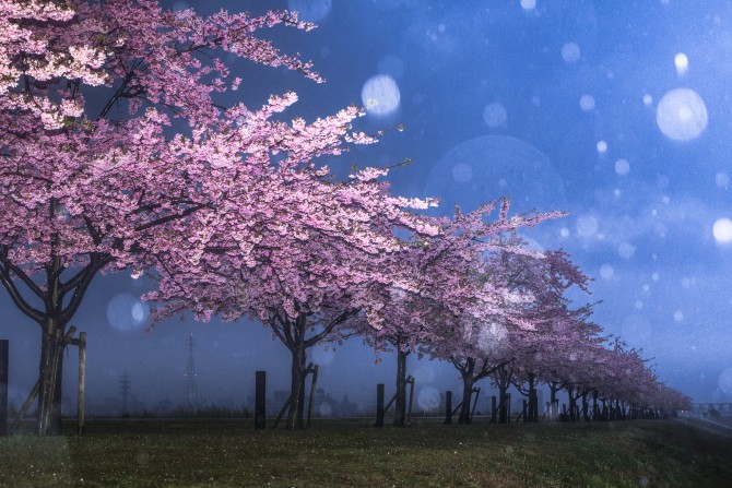 雨の河津桜並木