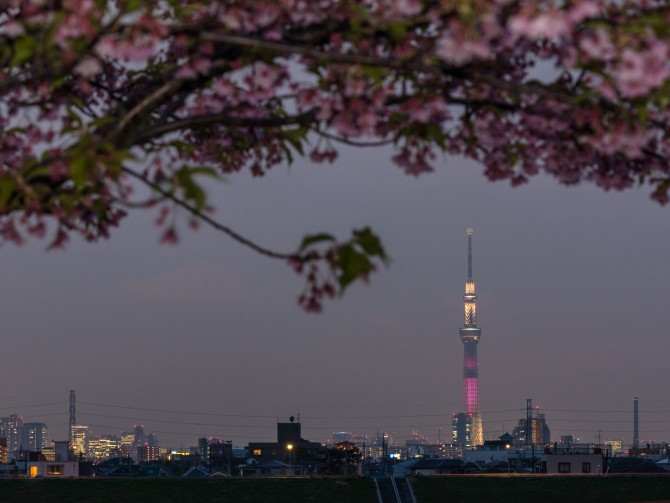 「明花」が点灯中の東京スカイツリーと河津桜