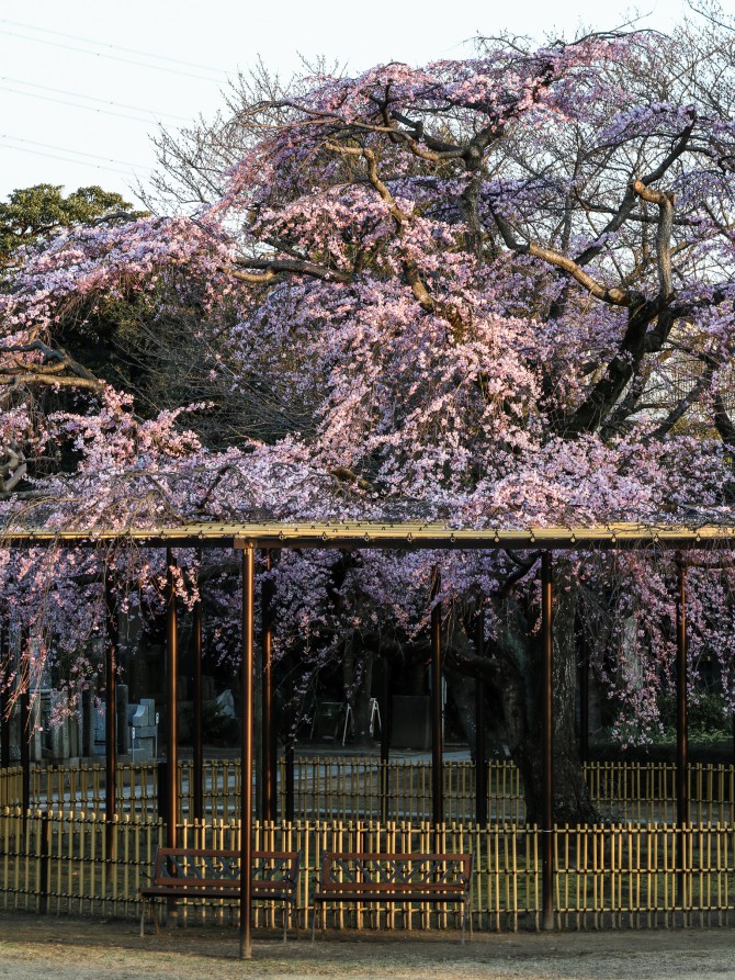 原木山妙行寺のしだれ桜が見ごろに