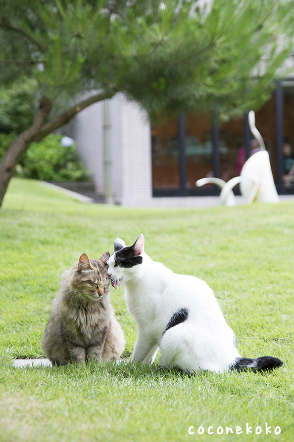 松山庭園美術館 猫ねこ展覧会２０１６ に参加します まちメモ市川駅版