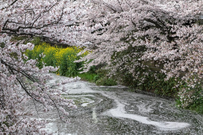 桜と菜の花　真間川にて
