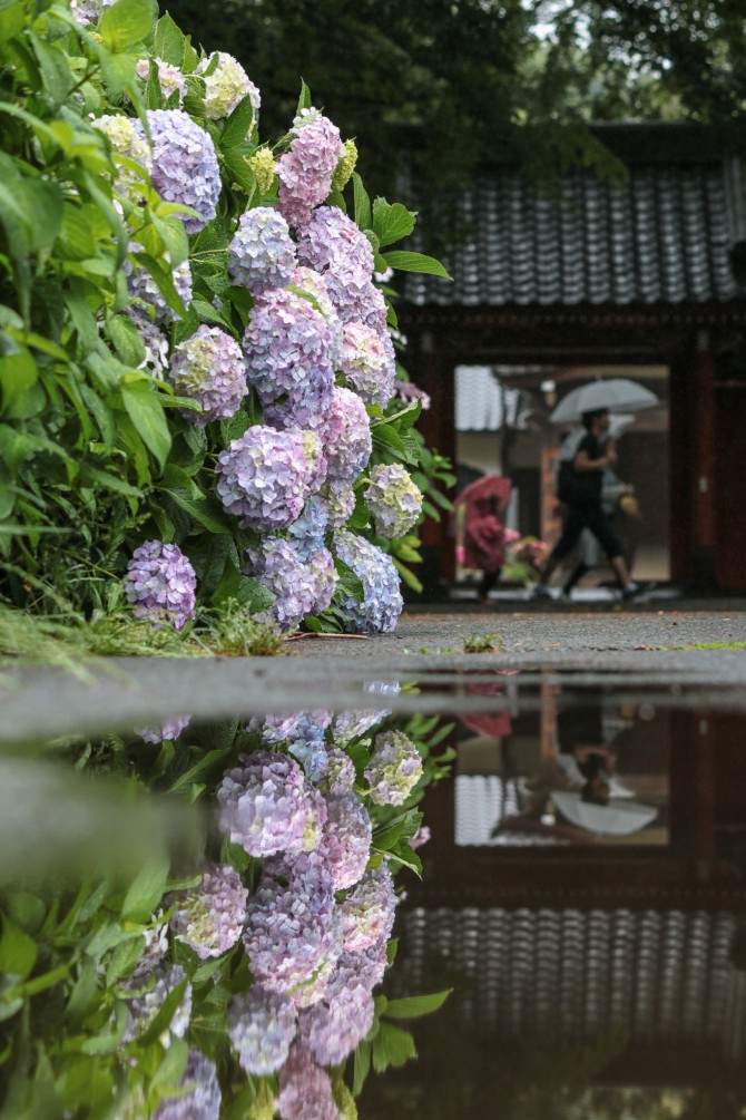 雨の紫陽花　真間山弘法寺にて