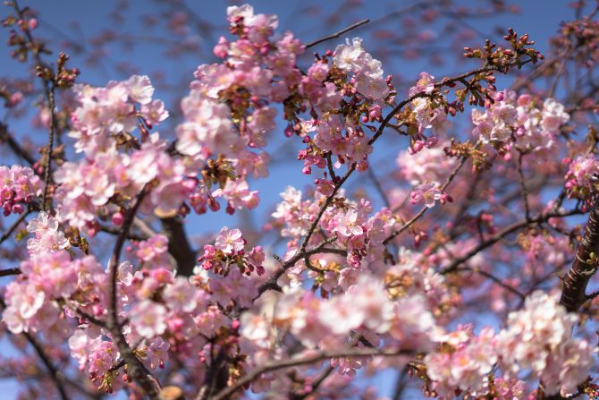 河津桜の開花が徐々に進んでいます