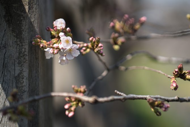 ソメイヨシノが咲き始めました