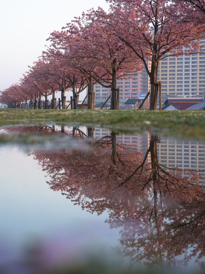 雨後の河津桜並木