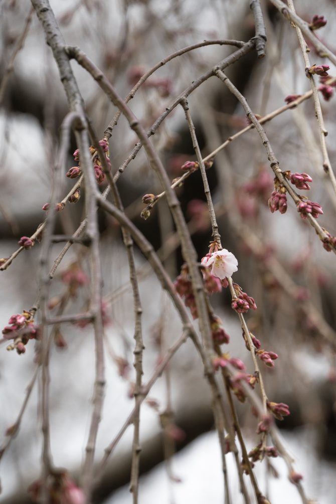 真間山弘法寺のしだれ桜「伏姫桜」が咲き始めました
