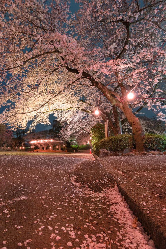 里見公園で桜まつり ２０１７年３月２５日（土）～４月９日（日）