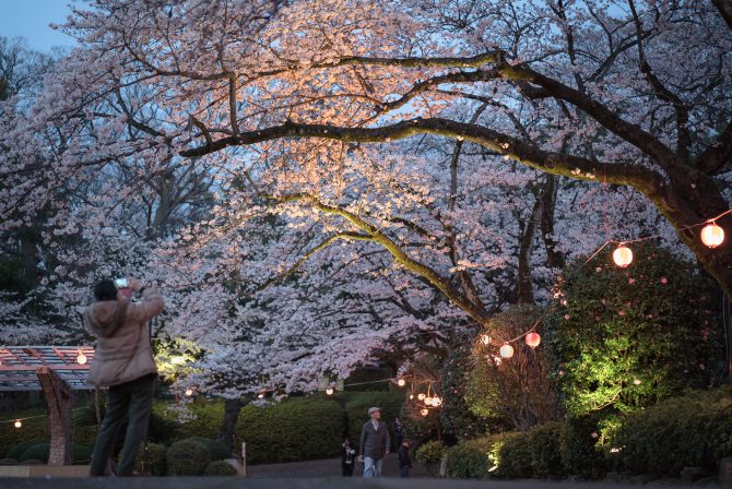 夜桜のライトアップ  里見公園にて