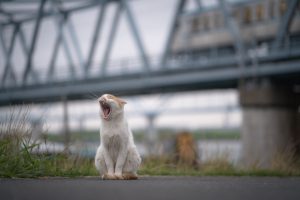 あくびの出る夕暮れ