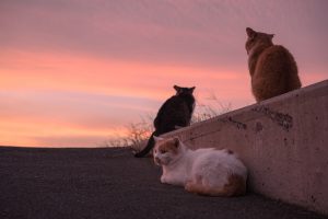 刻々と変わる夕空の下で