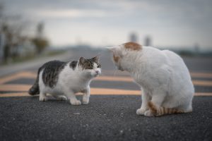 センパイへの挨拶