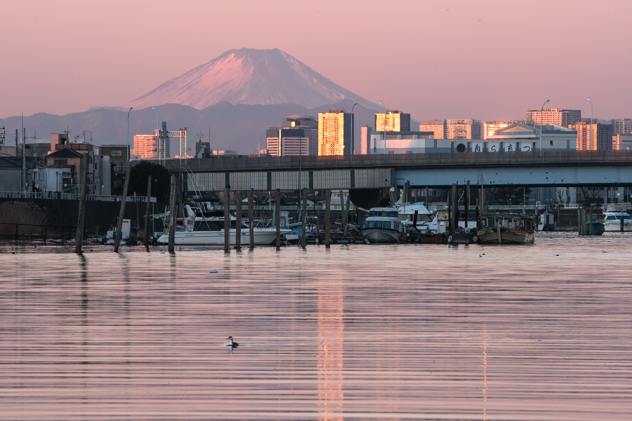 桃色に染まる富士山と旧江戸川　旧江戸川のほとり（江戸川区側）より