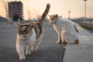 逃げられる