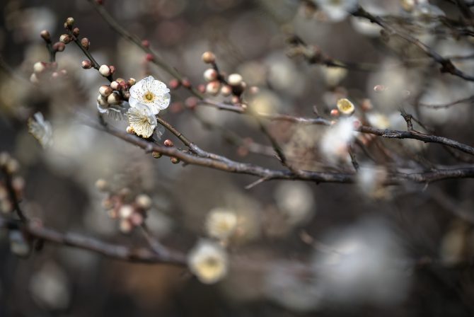 じゅん菜池緑地の梅の開花状況