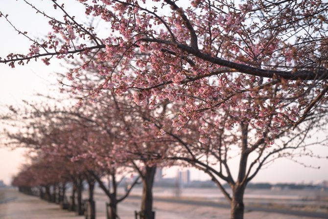 河津桜の開花状況