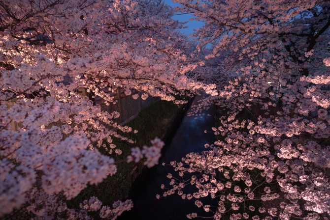 真間川の夜桜