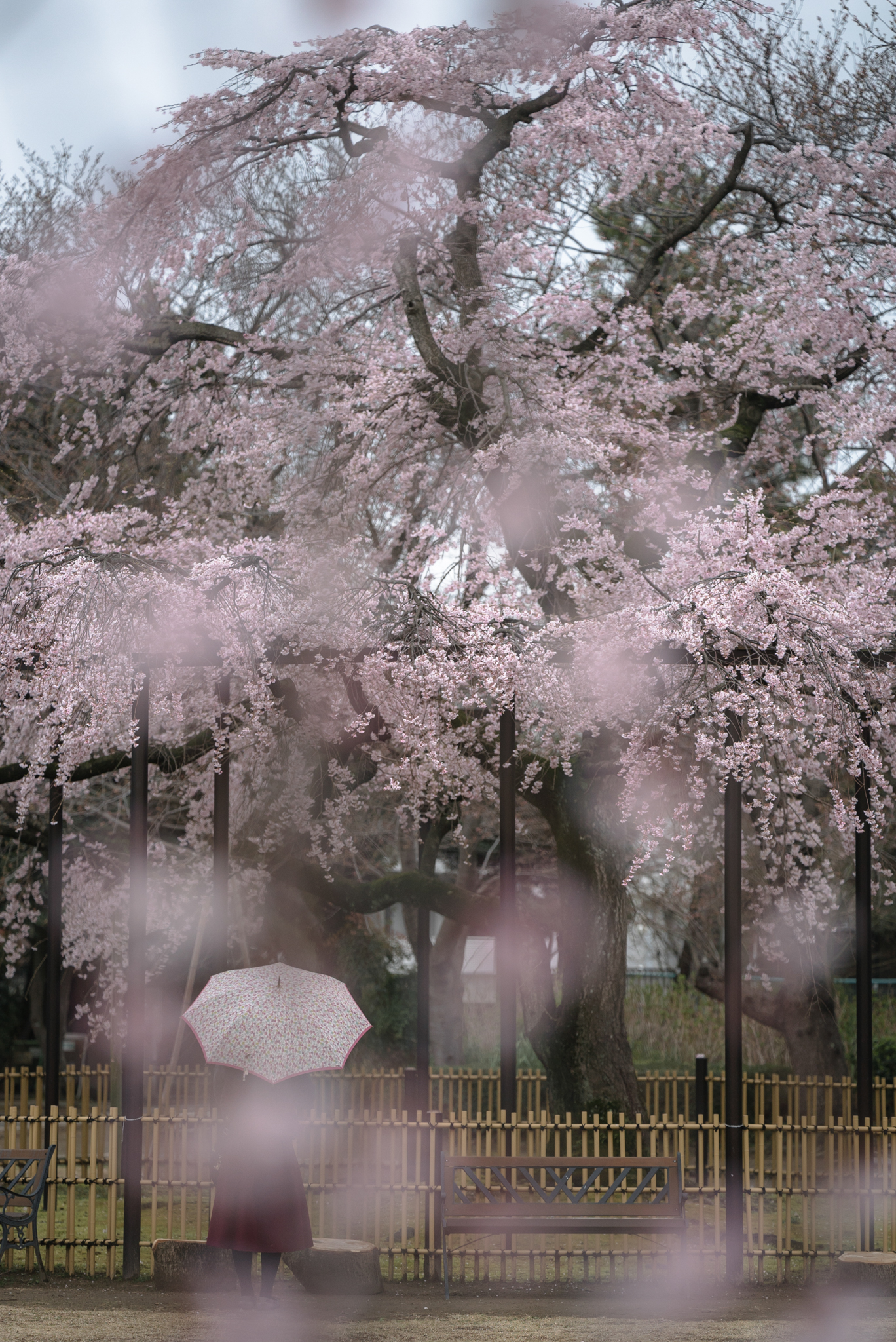 「雨のしだれ桜」 原木山妙行寺にて