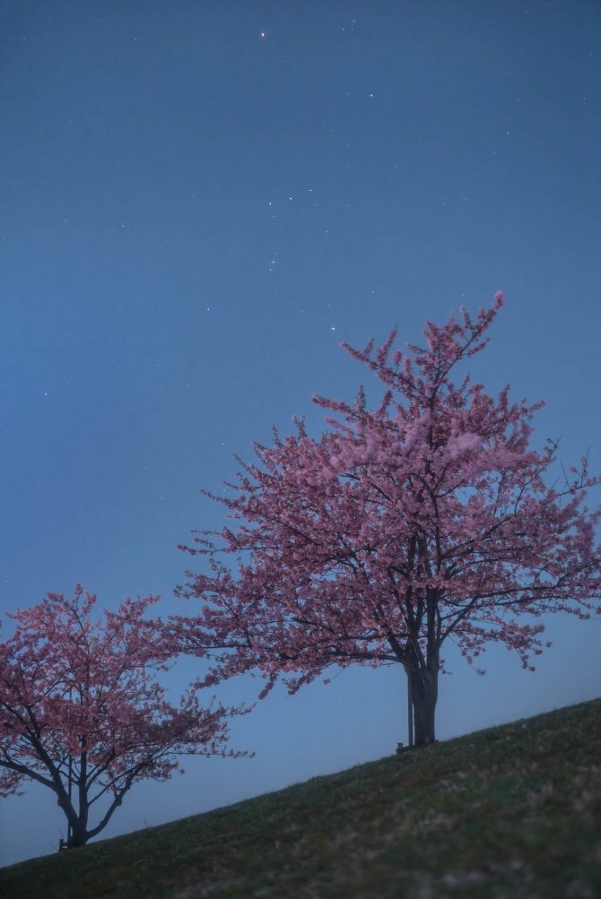 河津桜とオリオン座