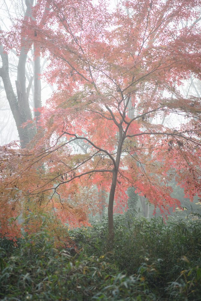 霧中の紅葉
