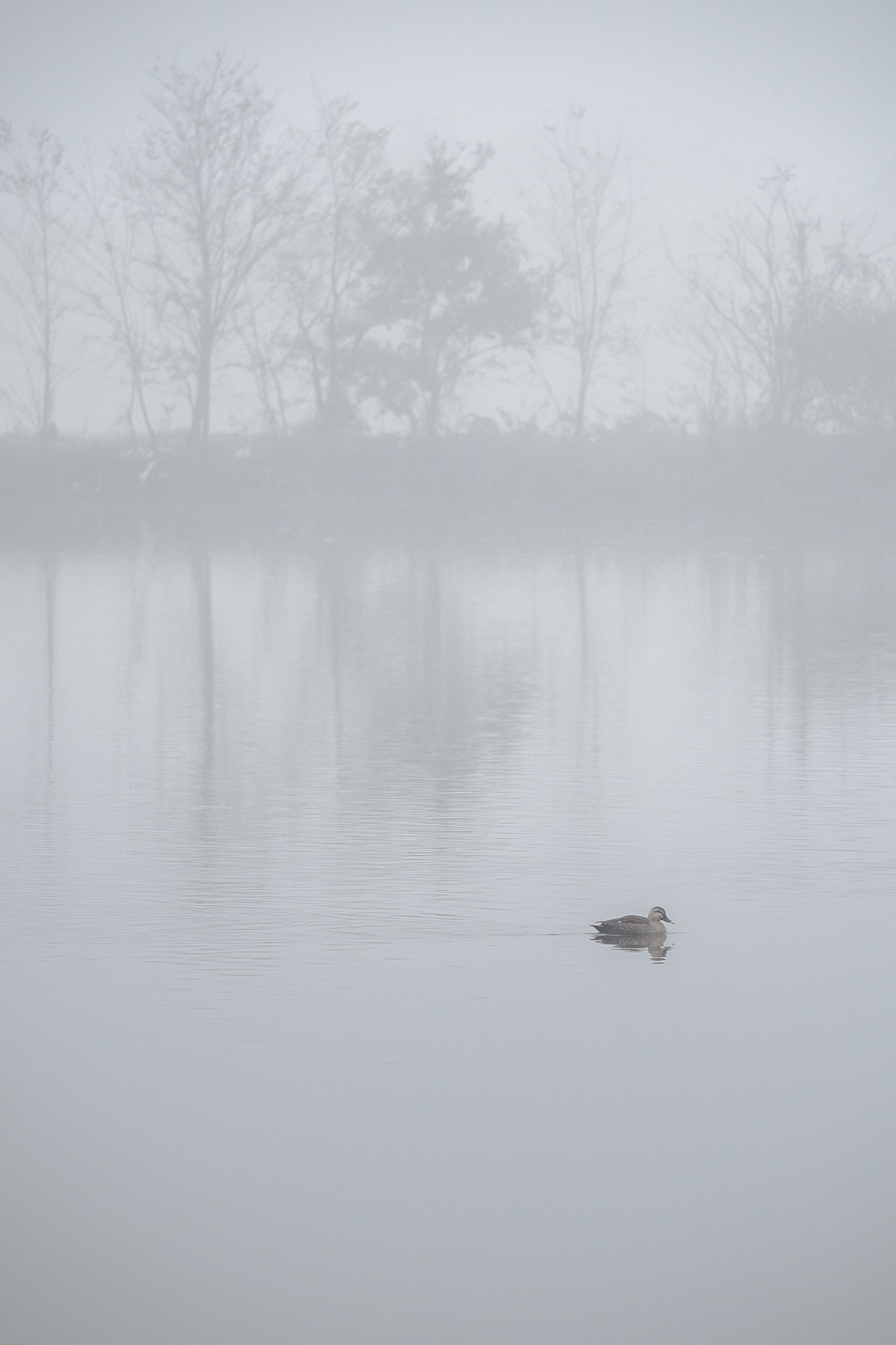 霧の江戸川　２０１９年１１月２５日　江戸川にて撮影