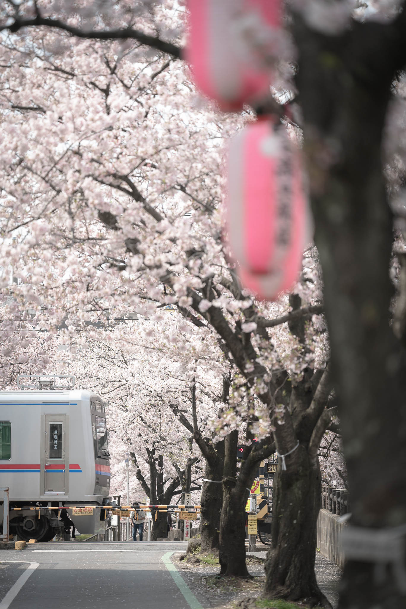 桜の踏切で　　２０１９年４月７日　鬼越駅近くの真間川沿いの踏切にて撮影
