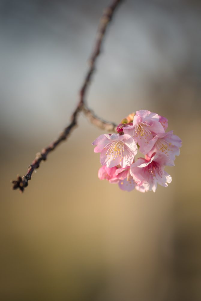 河津桜が咲きはじめ
