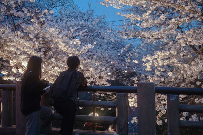 真間川の夜桜