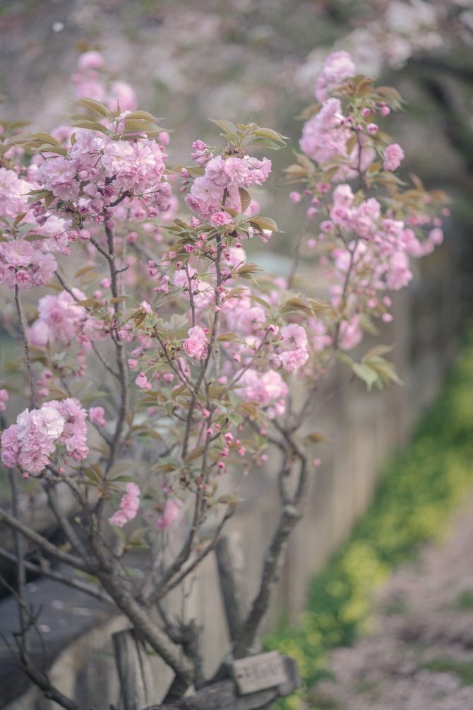 真間川の八重桜