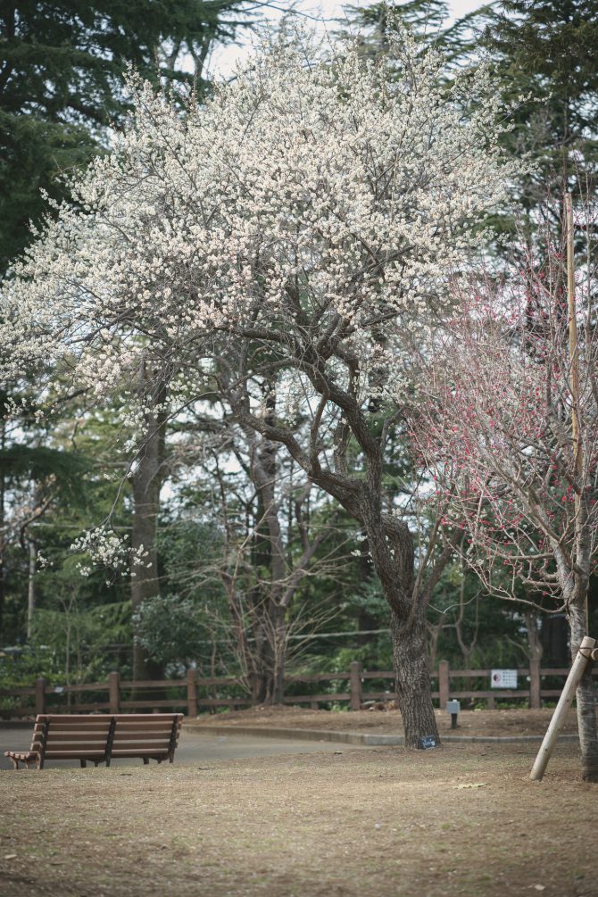 須和田公園の大きな白梅