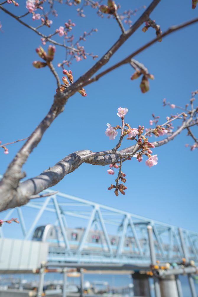 妙典の江戸川土手上の河津桜