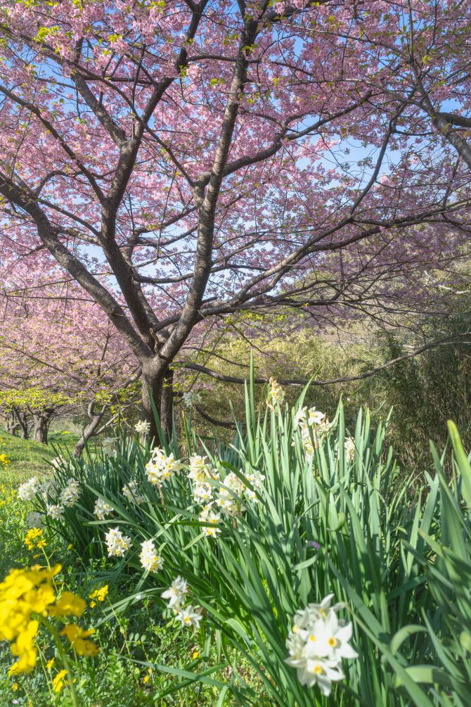 河津桜と水仙