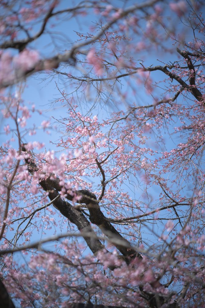 原木山妙行寺のしだれ桜が咲きはじめ