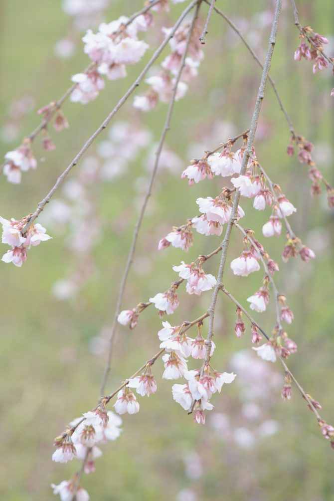 真間山弘法寺の伏姫桜が咲きはじめ