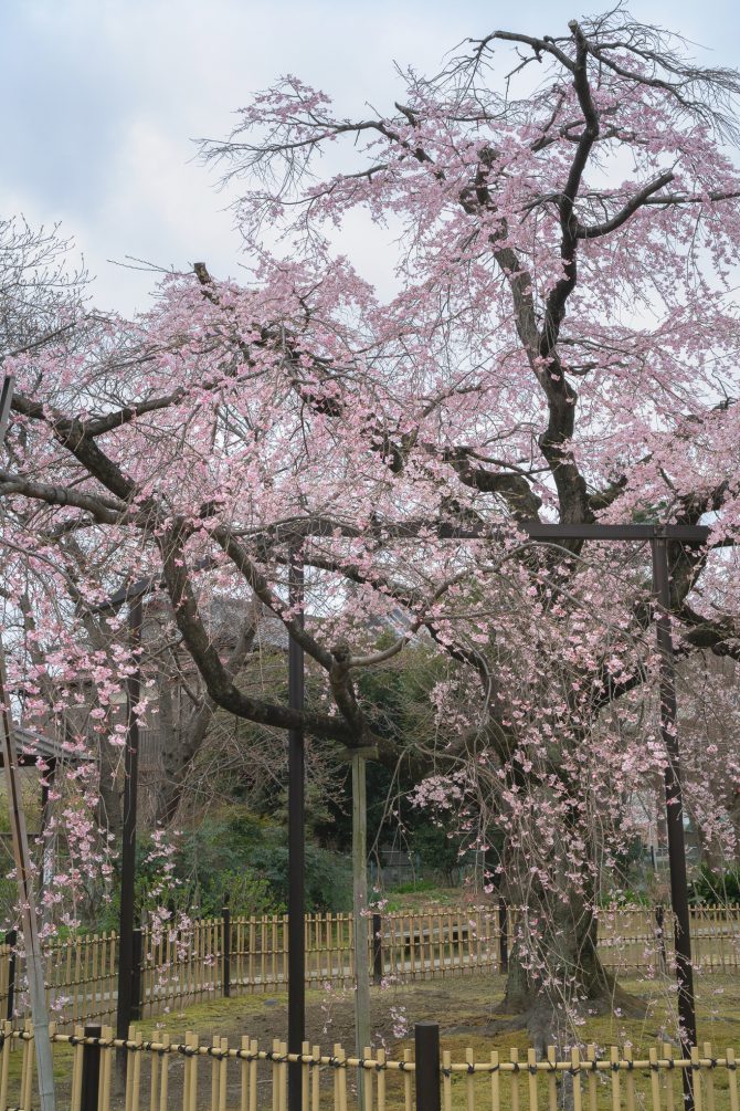 原木山妙行寺のしだれ桜が見ごろに