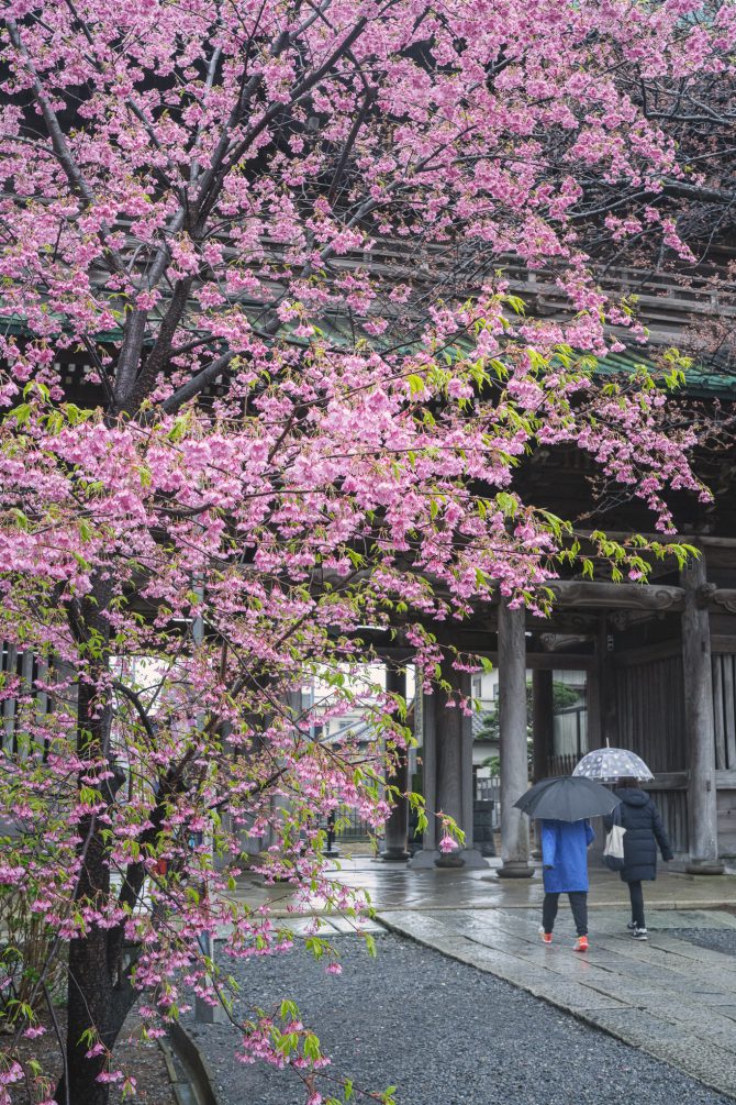 中山法華経寺の桜の開花状況
