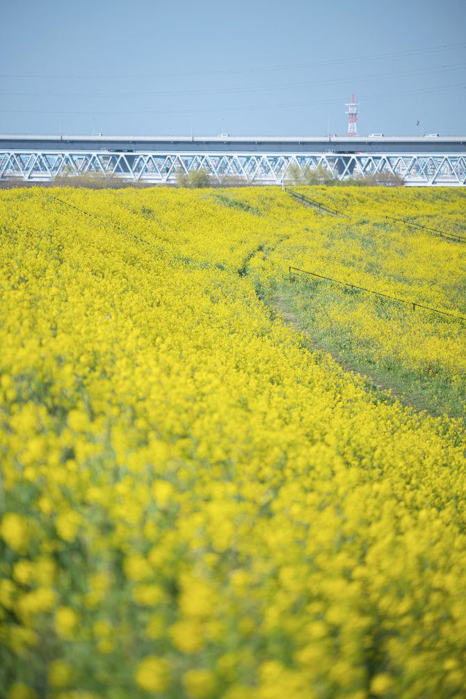 松戸の江戸川土手の菜の花