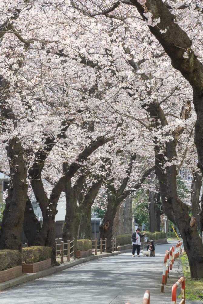 市川市スポーツセンターと千葉商科大学の間の桜並木