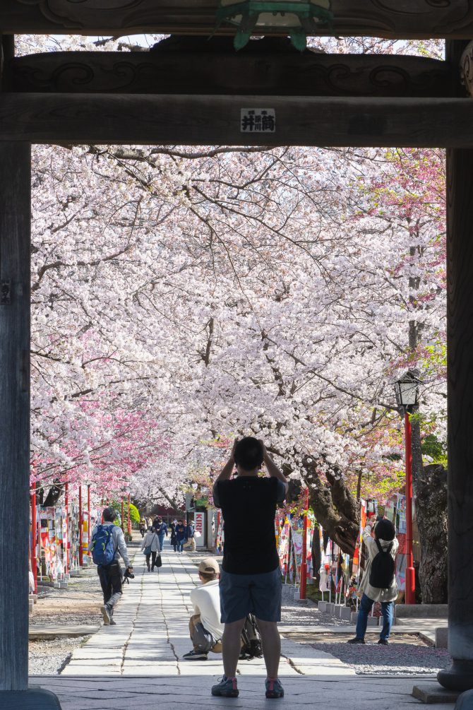 中山法華経寺の参道の桜並木