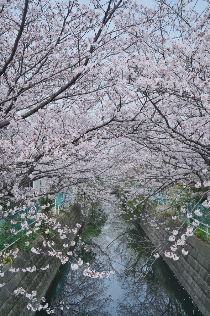 中江川の桜並木